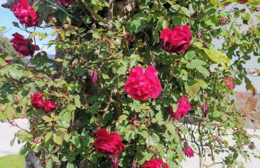 Casa Raquel - Foto 16