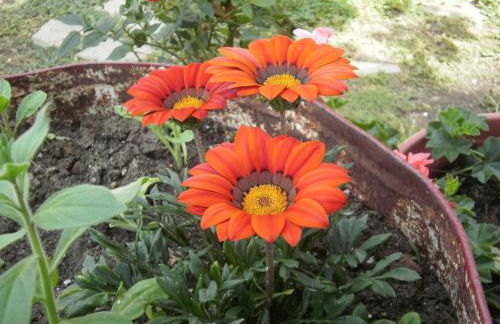 Mirsini Apartments - Foto 29