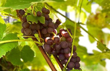 Domki Na Wiosce - Foto 19