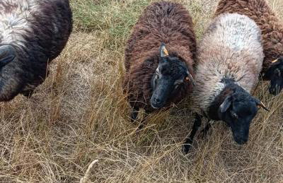 Agroturystyka Zaborski Sad - Foto 51