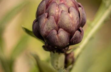 Alda House - Foto 71