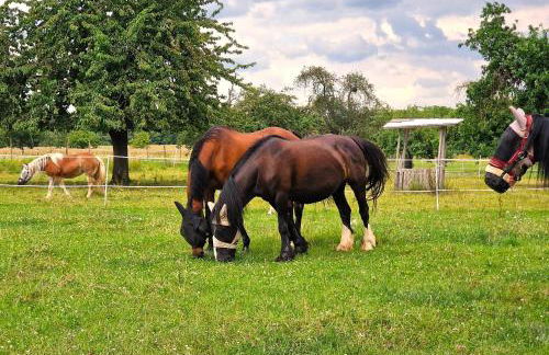 Ferienhaus Maias Muthof - Foto 34