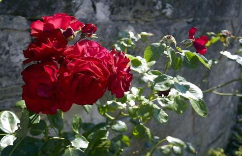 Gutshof Familie Gress - Foto 67