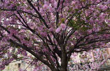 El Botxito - Foto 31