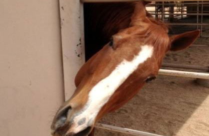 Rio Rancho Verde Two Bedroom Suite - Foto 72