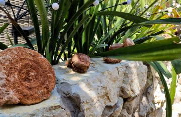 Cortijo Rodeo. Alojamiento Rural - Foto 10