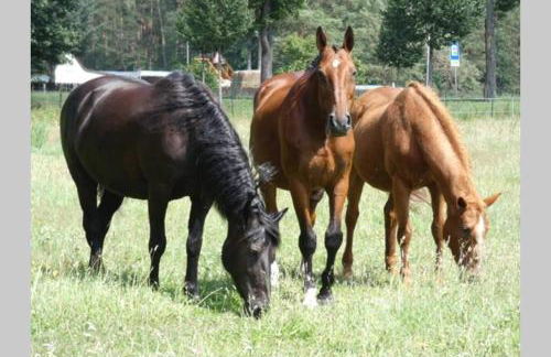 Ferienhaus mit Terrasse und Garten in Wandlitz - Photo 29