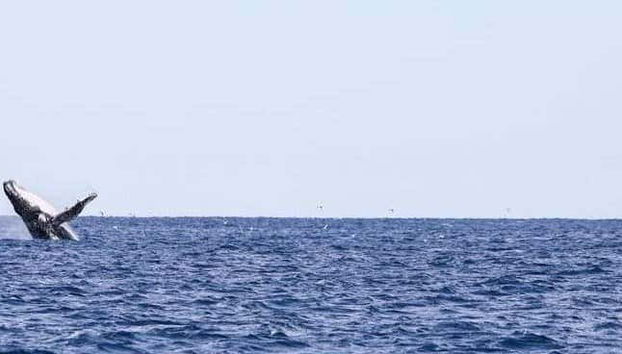 Porto Seguro Whale Watching - Foto 5