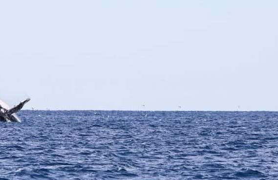 Observation de baleines à Porto Seguro - Photo 5