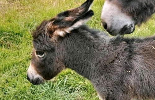 FeWo Mareike - Photo 8