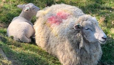 Walland Cottage Romney Retreat - Photo 3