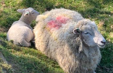 Walland Cottage Romney Retreat - Foto 3