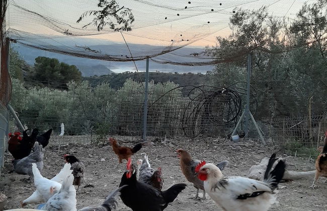 El Rincón de Carmen - Foto 55