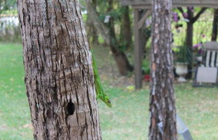 Royal Palms Villa, Pool, Spa, Private Gate, 1,5 acre - Foto 41