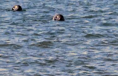 Seaside Retreat - Foto 22