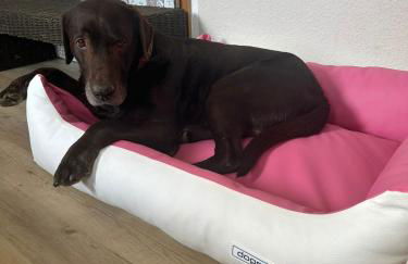 Ferienhaus Löwenherz - Foto 9