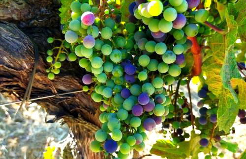 Poggio Al Vento - Foto 16