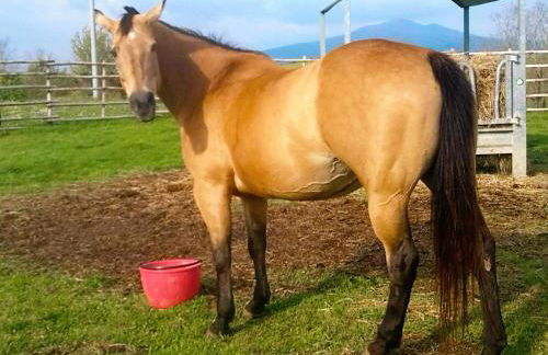 Agriturismo La Guinza - Pool & Relax - Foto 43