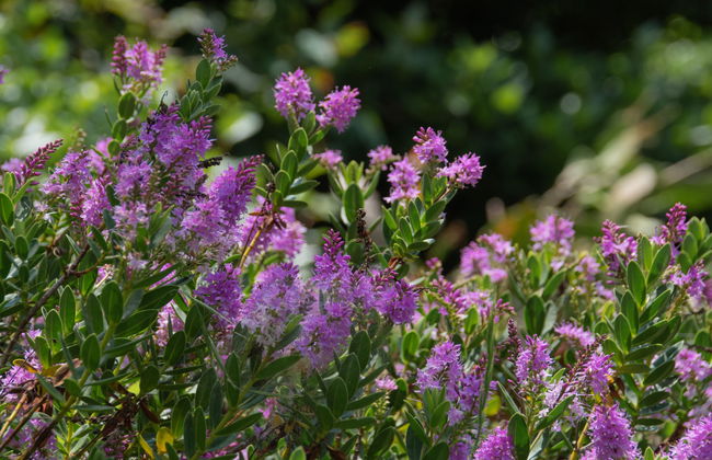 Villa Hofbauer - Foto 30