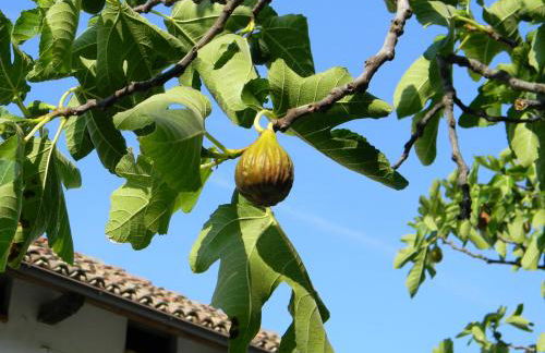 Residenza Cà d´Masseu - Foto 20