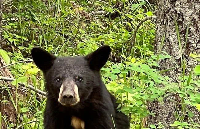 Barefoot Villas Cabin 2 Moose w/ Hot Tub - Photo 77