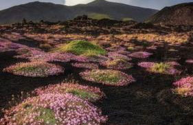 THE SECRET GARDEN - Foto 59