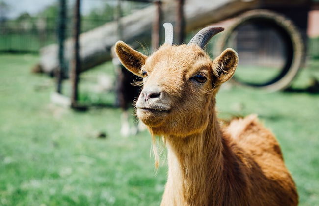 Lamperse hei - Foto 34