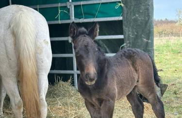 große und luxuriöse Ferienwohnung für max 8 Gäste - Foto 58