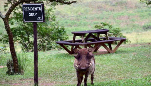 Excursión privada a Suazilandia - Foto 2, Facóquero salvaje