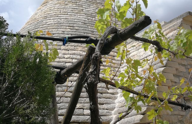 Bioagriturismo Masseria Sciaiani Piccola - Photo 51