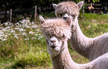 Ferienwohnungen Schwabenhof - Foto 16