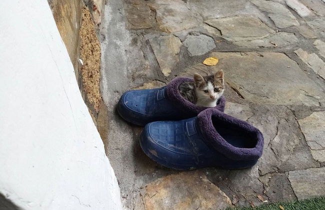 Beautiful Petrino 1880 - Photo 32