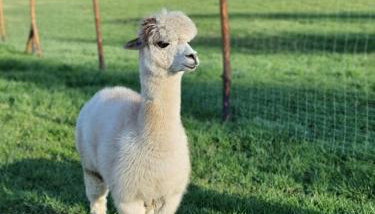 Lipa pod groniem - Photo 5