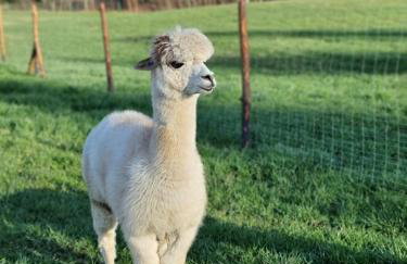 Lipa pod groniem - Photo 5