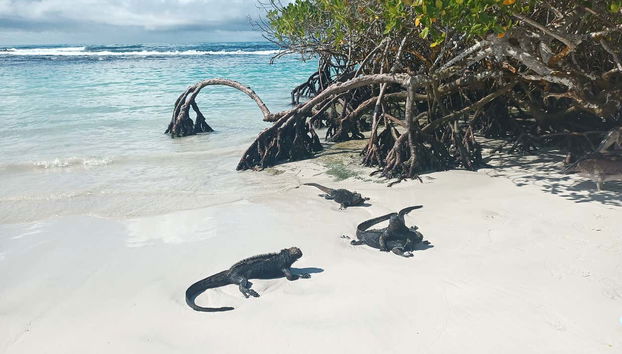 7-Day Tour of Isabela, Santa Cruz, & San Cristóbal Islands - Foto 4