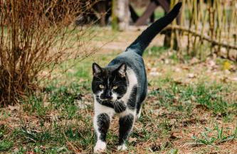 tuŻur domki nad potokiem - Foto 23