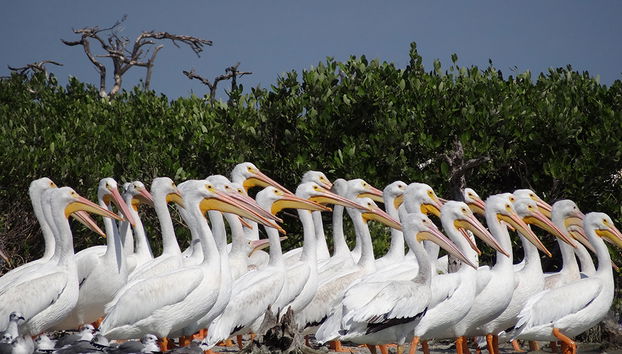 Aguada Island Tour from Campeche City - Photo 4