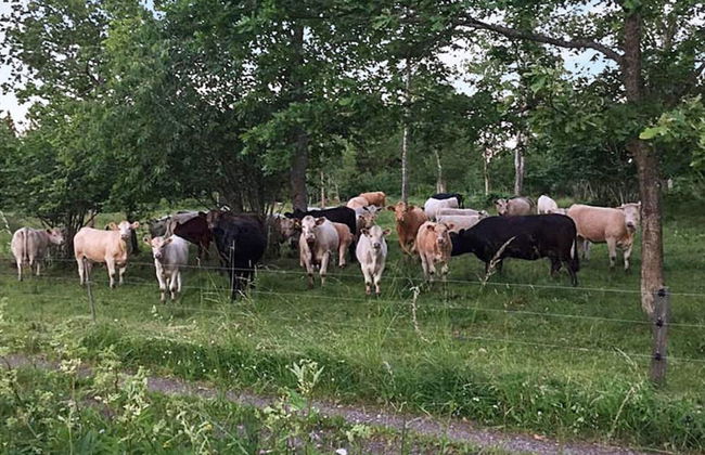 5 Person Holiday Home in Hallekis - Photo 14