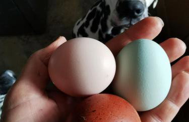 Glen Bay - 2 Bed Lodge on Friendly Farm Stay with Private Hot Tub - Foto 70