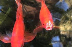 Casita Limón Andratx - Foto 31