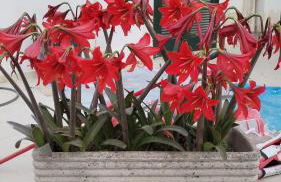 La dimora salentina - Foto 6