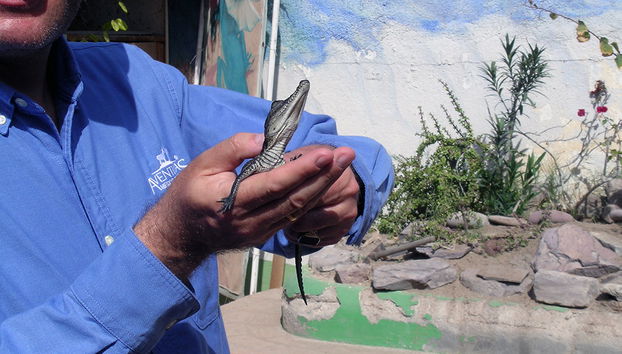 Le Refuge et Centre Educatif de Reptiles et d'Animaux Sauvages de La Paz - Photo 3