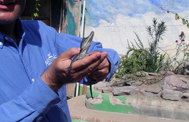 Le Refuge et Centre Educatif de Reptiles et d'Animaux Sauvages de La Paz - Photo 3