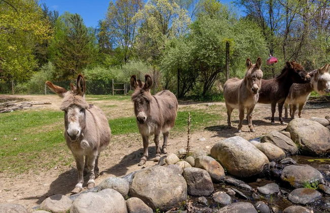 Modern Farm Home 2hr NYC BOS Peaceful Wifi - Foto 33