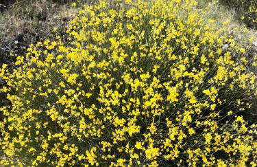 Iva Apartments - Foto 13