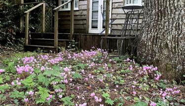 The Tiny Ottoman Farmhouse in Rural Somerset - Foto 3