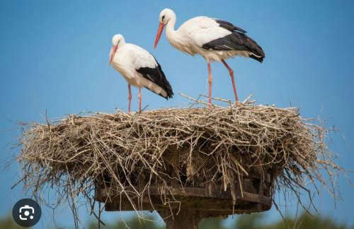 Gîte Bagatelle l'Ecrin du Ried PROCHE EUROPAPARK - Foto 30
