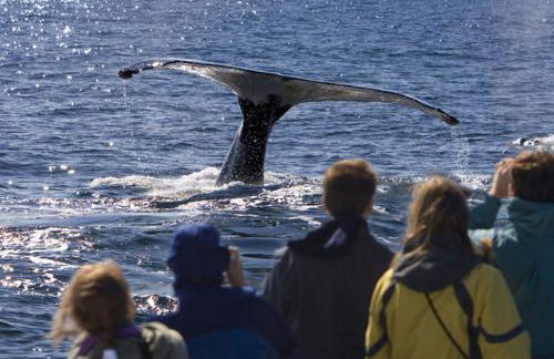 Russian River Bungalow - Foto 40