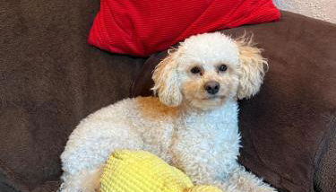 Hundeurlaub im Tiny House im Wald - Foto 2