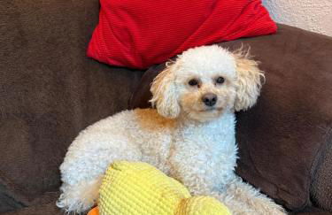 Hundeurlaub im Tiny House im Wald - Foto 2